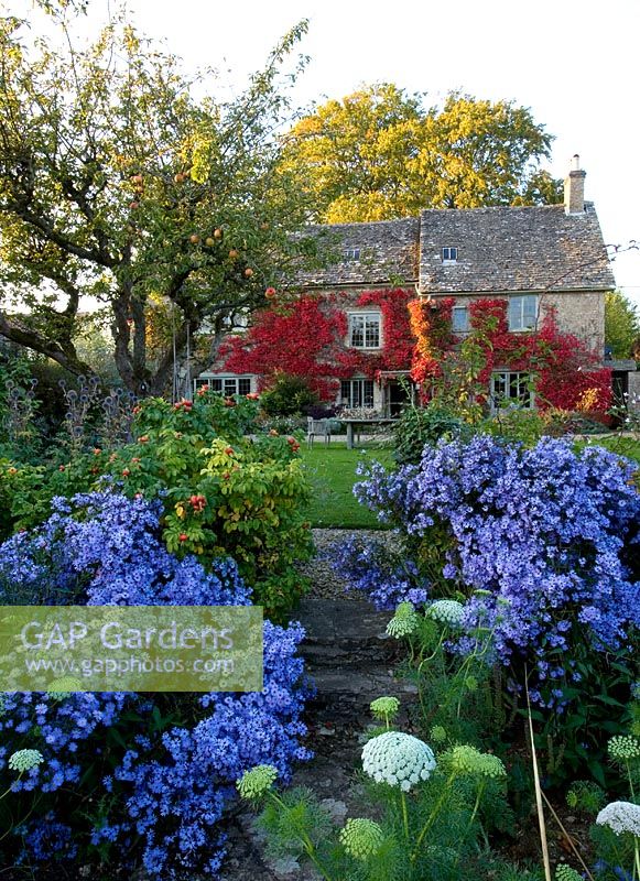 House in Autumn covered with boston ivy and mixed border with Aster turbinellus and Ammi major - The Gray House, Oxfordshire