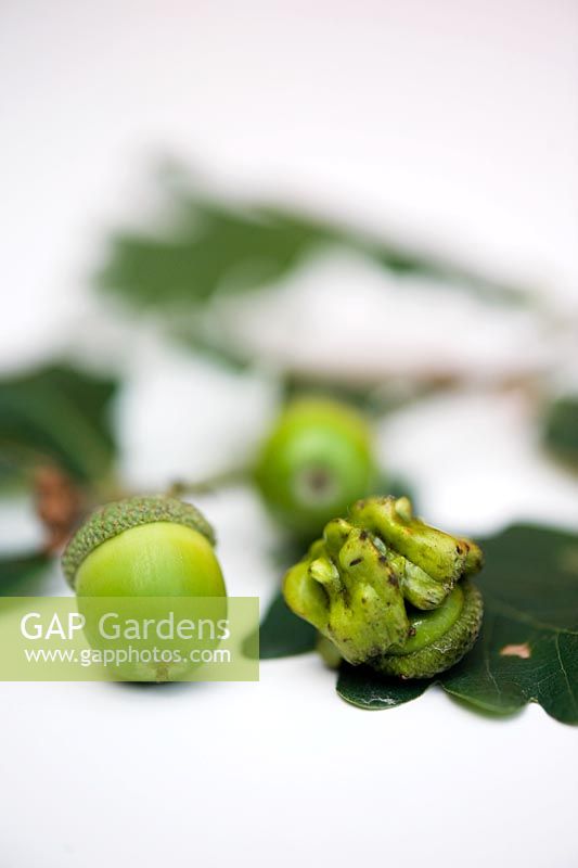 Knopper Galls on acorn fruit of Pedunculate or Common Oak Quercus robur with unaffected acorn against white background