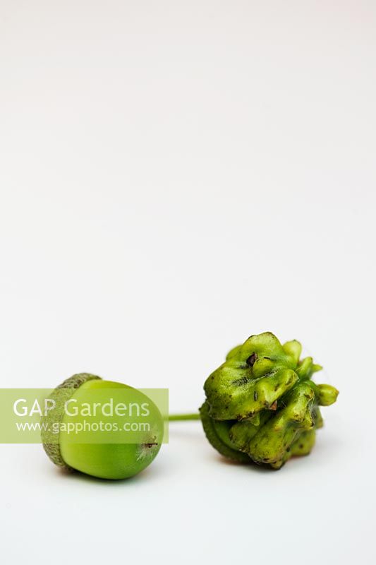 Knopper Galls on acorn fruit of Pedunculate or Common Oak Quercus robur with unaffected acorn against white background