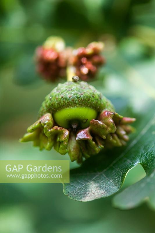 Knopper Galls on acorn fruit of Pedunculate or Common Oak Quercus robur