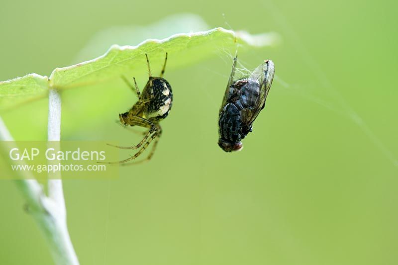 Meta menge - Male stretch spider with fly caught in its web