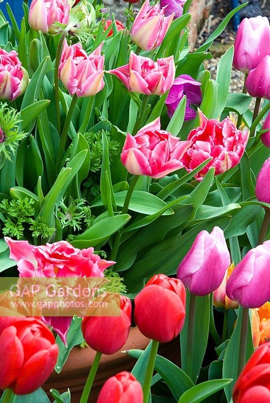 Tulips in container display - Red Tulipa 'Hermitage', Pink Tulipa 'Aafke', Double pink Tulipa 'Garanza' and Orange Tulipa 'Willliam of Orange' - Kelmarsh Hall, Northants, NGS