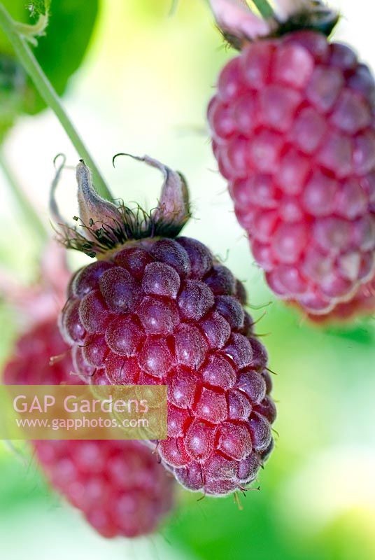 Rubus - Thornless Loganberry