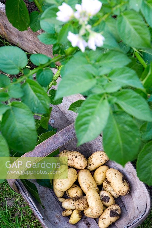 Freshly dug potatoes 'Charlotte' in wooden trug