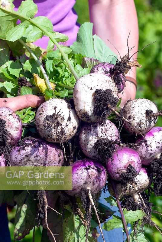 Hands holding freshly harvested Turnip 'Purple Top Milan'