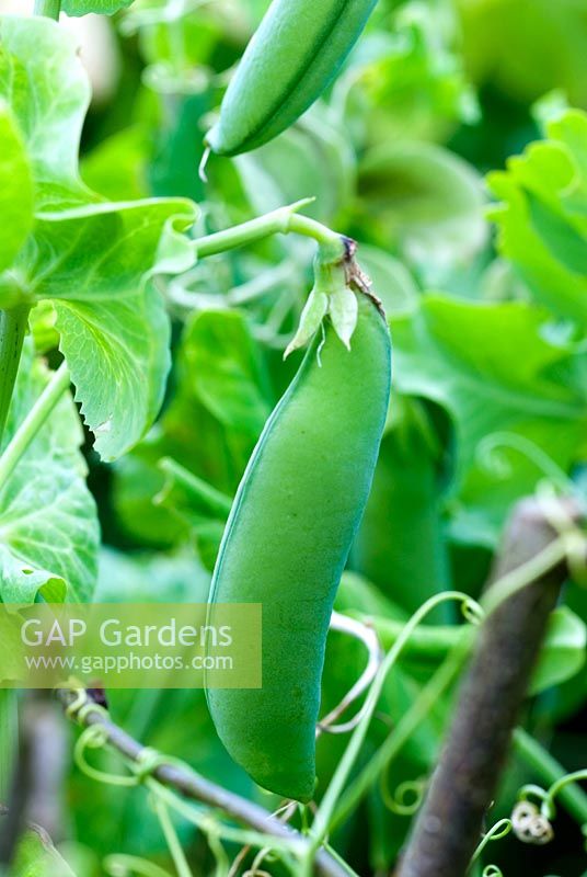 Pisum sativum 'Feltham First' - Peas