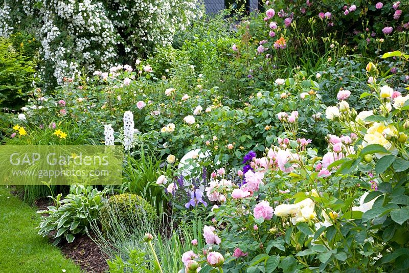 Mixed border with Rosa 'The Pilgrim', Rosa 'Mary Rose', Delphiums and Rosa 'Rambling Rector' in background