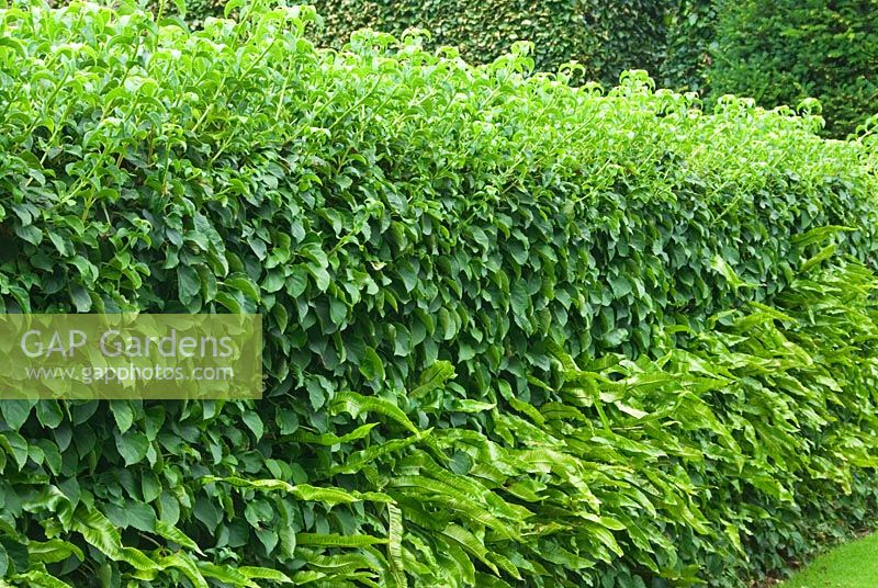 Wall completely clothed in ivy with  Asplenium scolopendrium - Hart's tongue fern below - Melplash Court, Bridport, Dorset