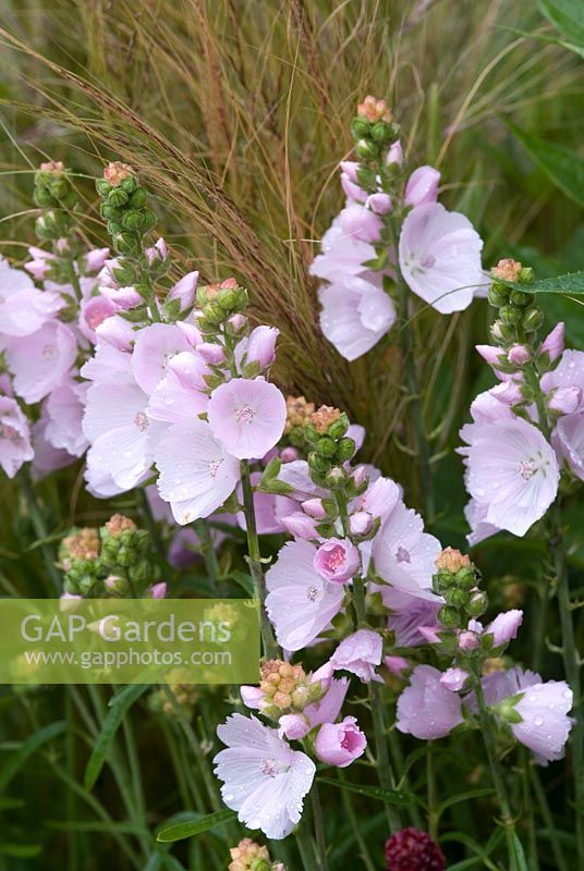 Malve sidalcea 'Elsie Heugh'