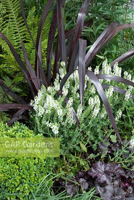 Phormium 'Black Adder' with Heuchera 'Liquorice', Buxus sempervirens and white Nepeta - The Anglian Green, Black and White Garden - Hampton Court Flower Show 2008