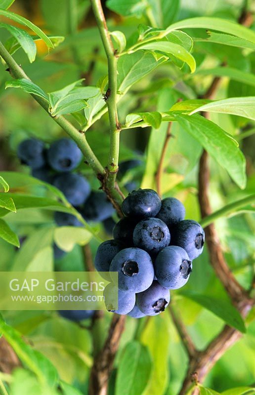 Vaccinium 'Goldtraube' - Blueberries