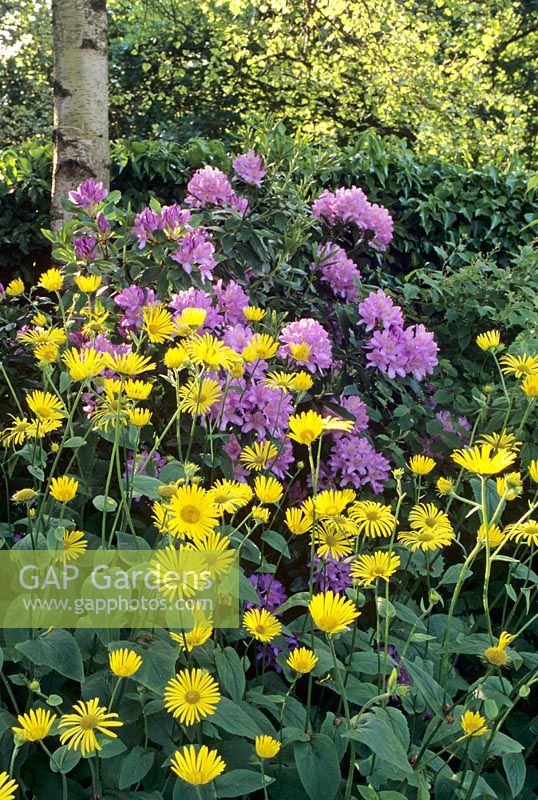 Doronicum Pardaliaches Syn Doronicum Cordatum