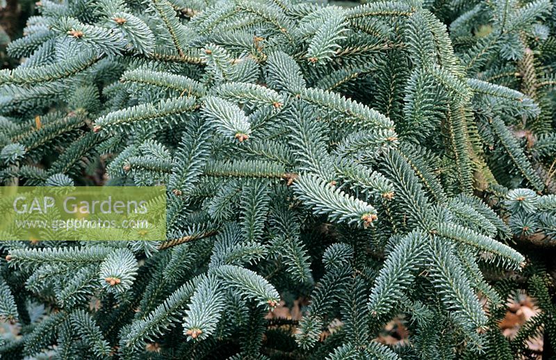 Abies pinsapo 'Kilmacurragh' foliage