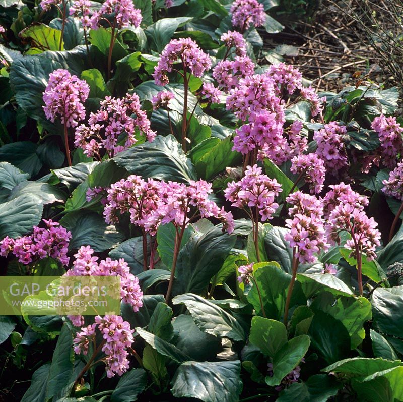 Bergenia cordifolia