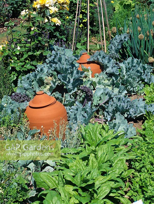 Kitchen garden with rhubarb forcing pots amongst Crambe maritima - Old Meadows,  Hampshire