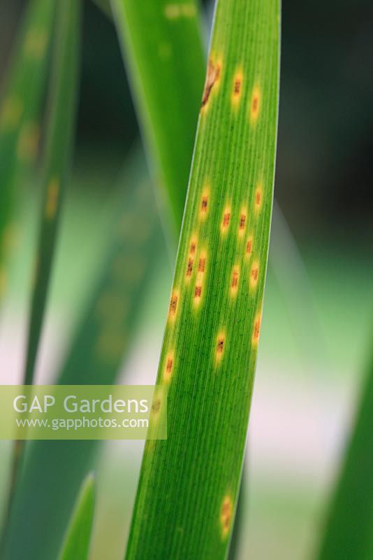 Mycosphaerella macrospora - Iris leaf spot showing spots on upper leaf surface