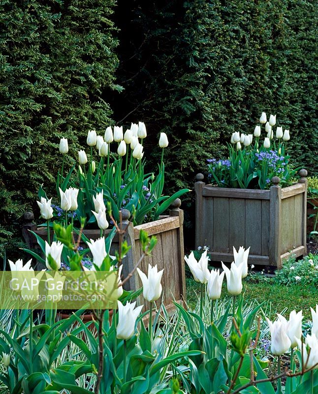 Tulipa - Wooden planters of Tulips either side of an entrance 