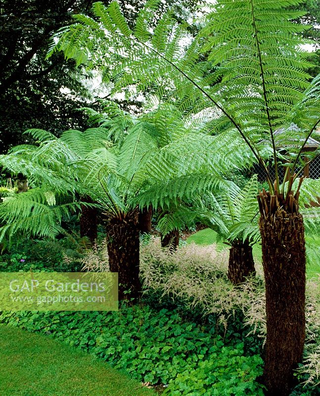 Dicksonia antarctica - Tree Ferns underplanted in shade with soft Astibles 