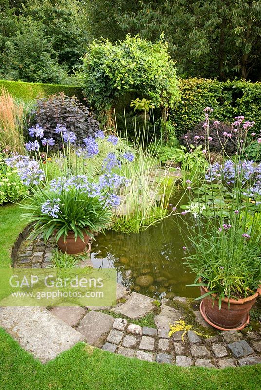 Garden pond at Southlands with Agapanthus and Verbena bonariensis