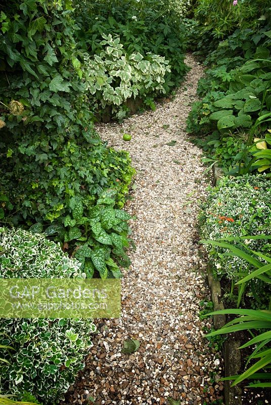 Gravel path with planting from front to back - Left - Euonymus fortunei 'Silver Queen', Pulmonaria officinalis 'Sissinghurst White', Hedera helix, Aegopodium podagraria 'Variegatum', Astrantia major 'Shaggy', Right - Crocosmia, euonymus ortunei, Hosta 'Moonlight', Geranium magnificum, Hosta sieboldiana and Euphorbia 'Mellifera'