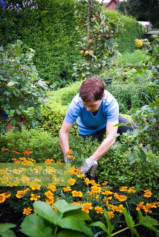 Woman planting dwarf Tagetes 'Naughty Marietta' 