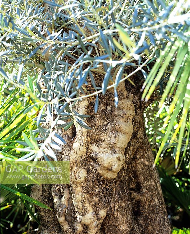 Olea europaea - Ancient olive trunk