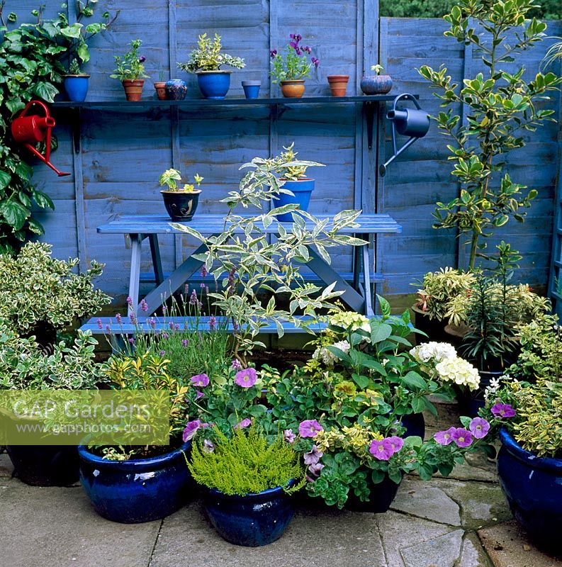 Blue colour themed patio garden with mixed containers of shrubs, garden bench and shelves 