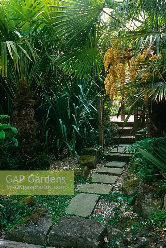 Mixed tropical planting with Trachycarpus fortunei and paved pathway - The Hockett, Marlow, UK