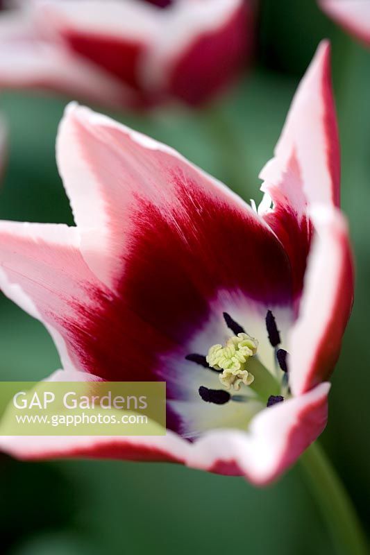 Tulipa 'Rajka' - Triumphator tulip 