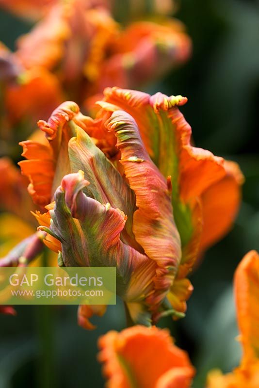 Tulipa 'Blumex' - Parrot tulip 