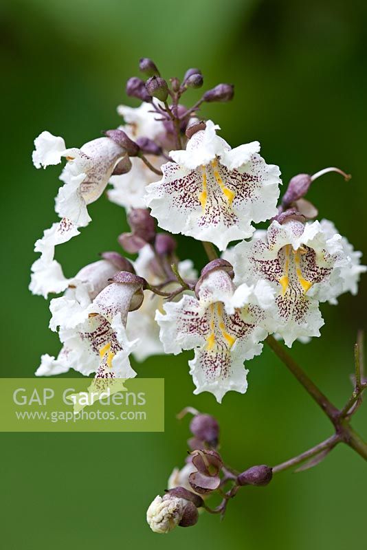 Flowers of Catalpa bignonioides - Indian Bean Tree