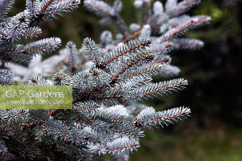 Picea pungens 'Eric Frahm' - Norway Spruce