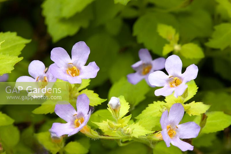 Bacopa 'Copia Golden Leaves'