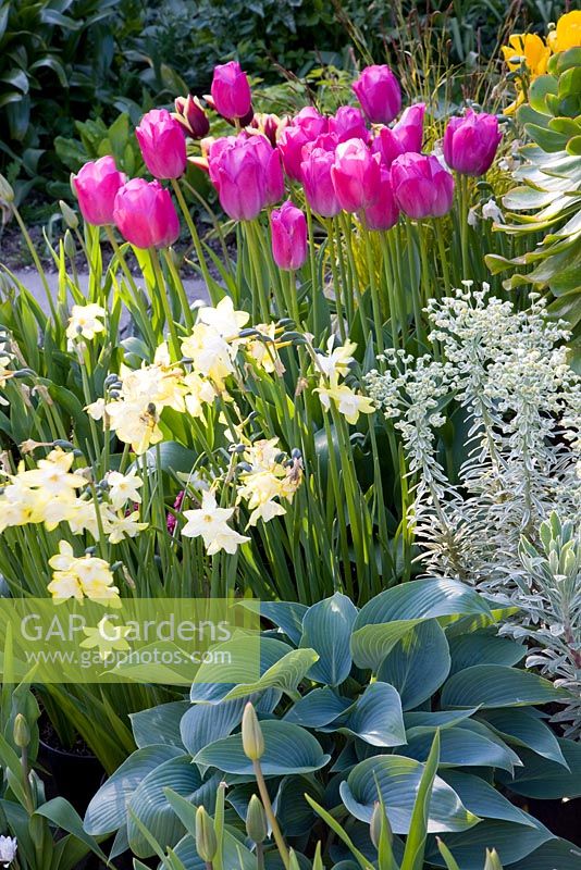 Spring containers with Aeonium, Euphorbia characias 'Silver Swan', Hosta, Tulipa 'Attila' and Narcissus 'Pipit'