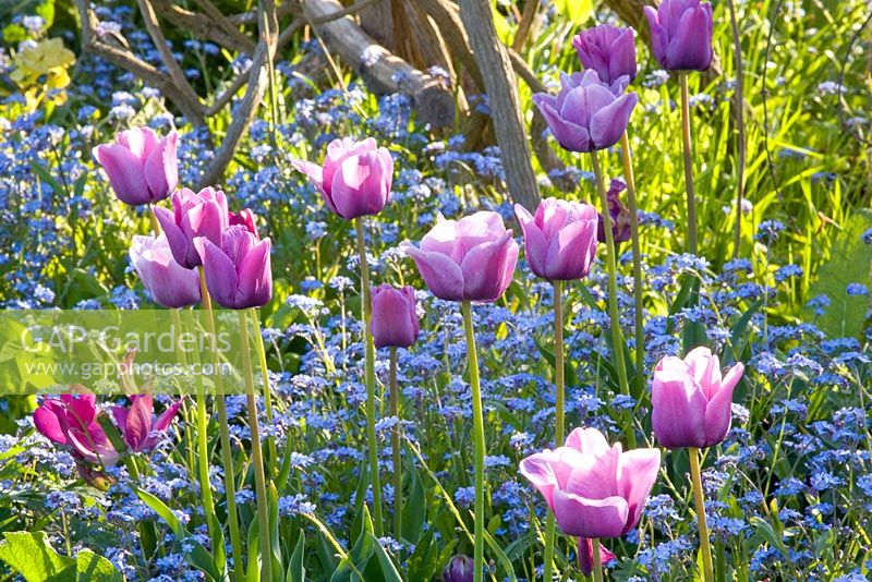 Mixed spring border with Tulipa and Myosotis 