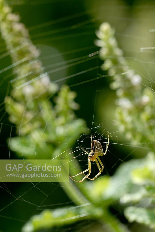 Spider's web amongst pineapple mint