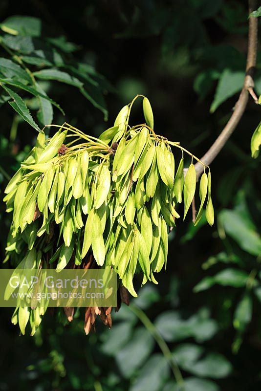 Fraxinus excelsor - Close up of bunch of seed keys of ash tree