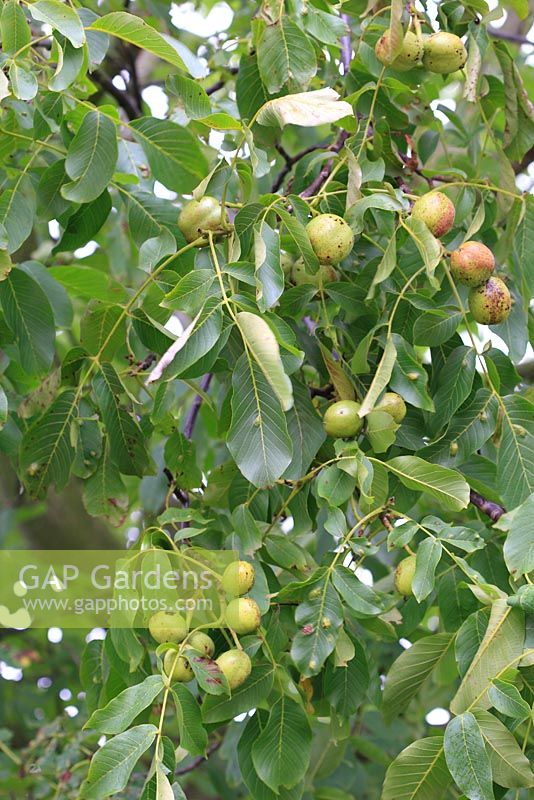 Juglans regia - Walnut nuts ripening on tree