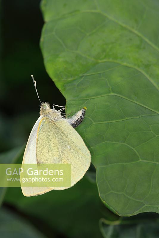 Pieris brassicae - Large White butterfly laying eggs on cabbage leaf