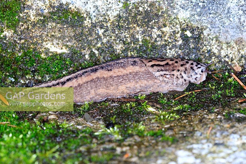 Limax maximus - Leopard slug feeding on rotting plant material