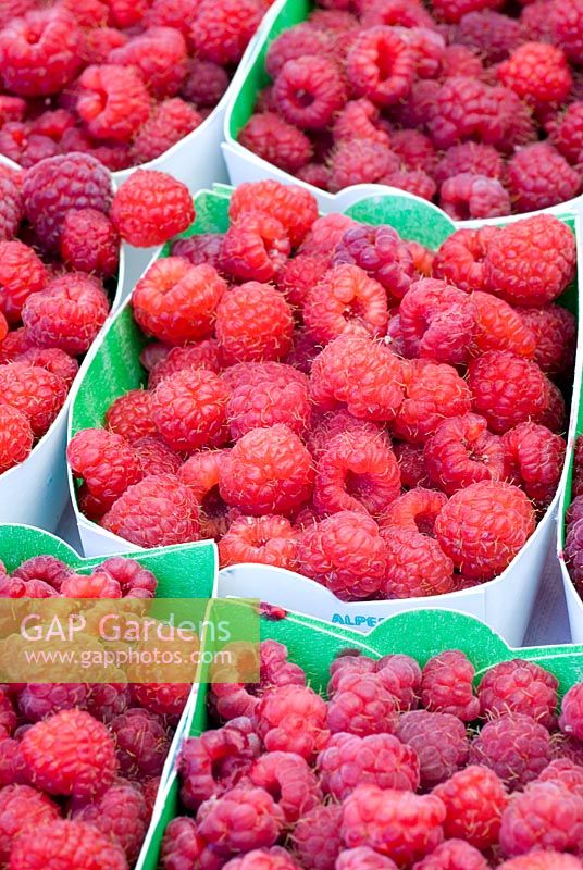 Organic raspberries in punnets on French market stall