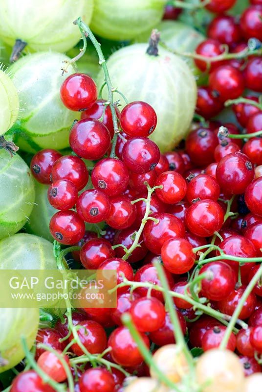Freshly picked red currants and gooseberries