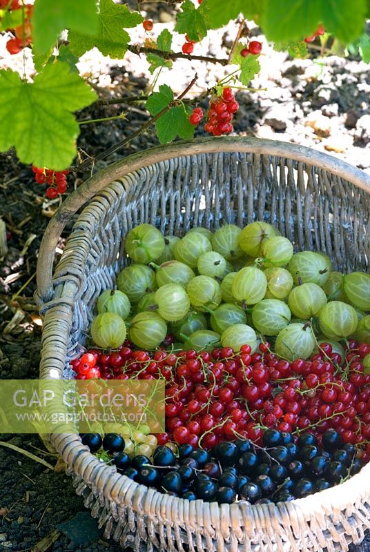 Freshly picked mixed soft fruit - Gooseberries red, white and black currants 