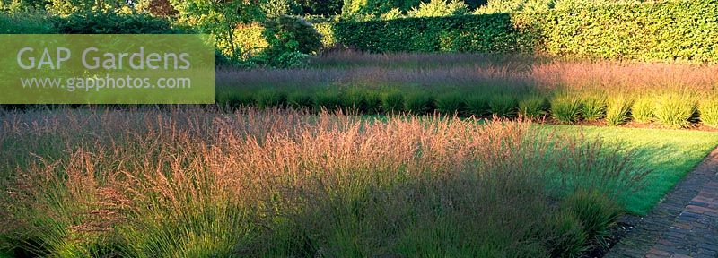 The drifts of Grasses Garden planted with Molinia caerulea subsp. Caerulea within the walled Garden at Scampston Hall designed by Piet Oudolf