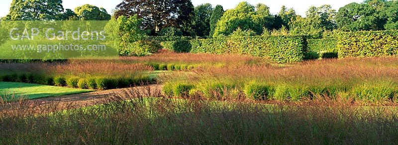 The drifts of Grasses Garden planted with Molinia caerulea subsp. Caerulea within the walled Garden at Scampston Hall designed by Piet Oudolf