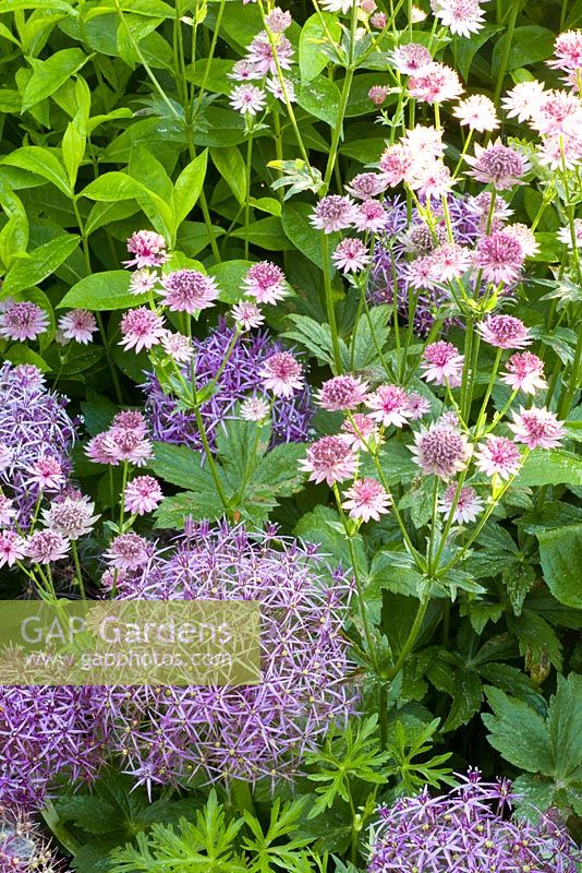 Allium christophii and Astrantia major 