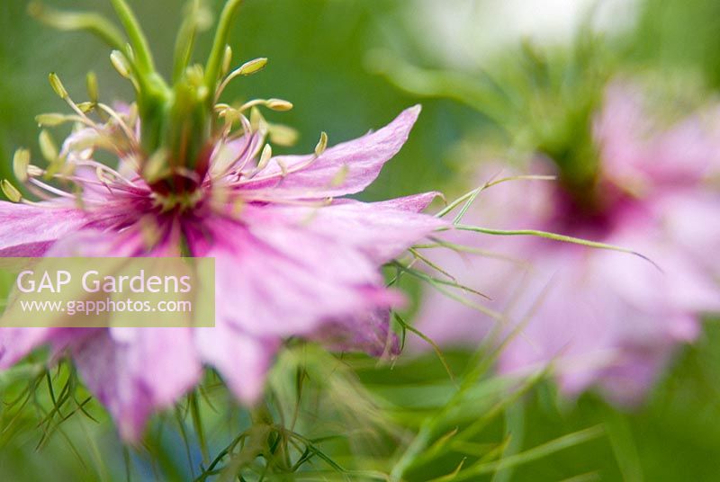 Nigella - Love-in-the-Mist