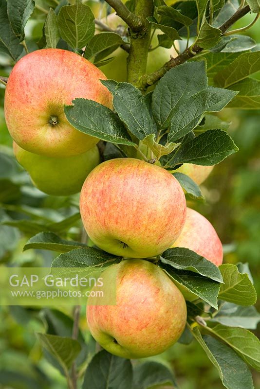 Malus 'Marshall Oyama' - Apple Tree bearing ripe fruit