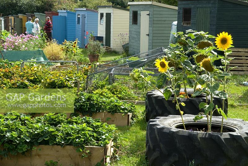 Colourful huts and recycled tyres on allotments