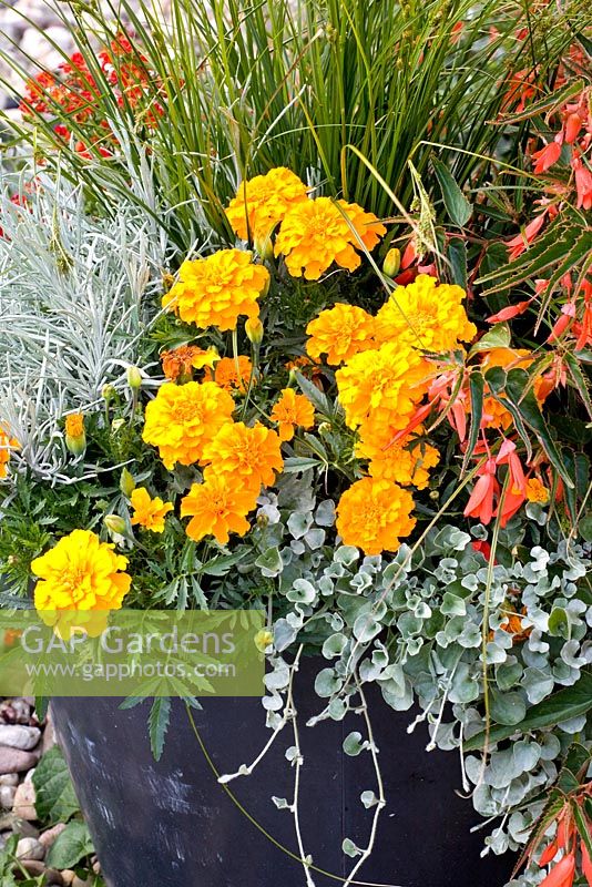 Mixed container planting with Tagetes 'Cresto Yellow' and Dichondra 'Silver Falls' 
